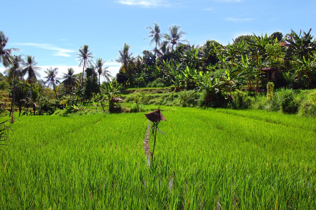 Indo Rumah Zengarden Pabean Buleleng Zewnętrze zdjęcie